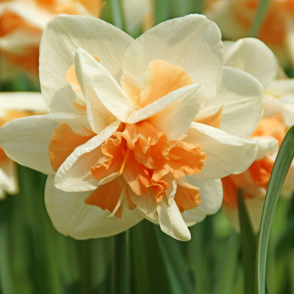 Replete Daffodil Narcissus Bulbs Blooms Species Growing Bonsai Roots Rhizomes Corms Tubers Potted Planting Reblooming Fragrant Garden Flower Seeds Plant