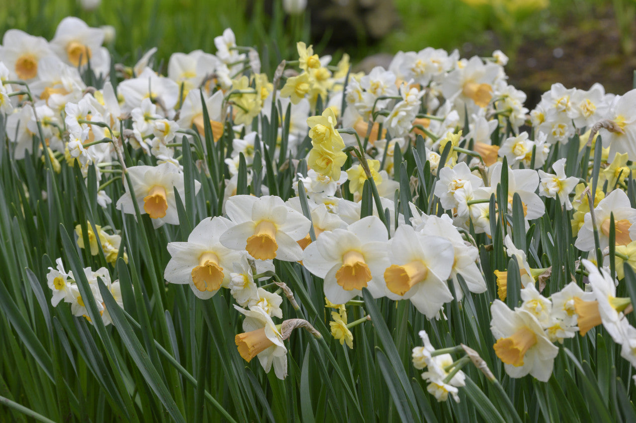 Salome Daffodil Narcissus Bulbs Blooms Species Growing Bonsai Roots Rhizomes Corms Tubers Potted Planting Reblooming Fragrant Garden Flower Seeds Plant