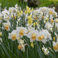 Salome Daffodil Narcissus Bulbs Blooms Species Growing Bonsai Roots Rhizomes Corms Tubers Potted Planting Reblooming Fragrant Garden Flower Seeds Plant