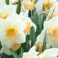Salome Daffodil Narcissus Bulbs Blooms Species Growing Bonsai Roots Rhizomes Corms Tubers Potted Planting Reblooming Fragrant Garden Flower Seeds Plant