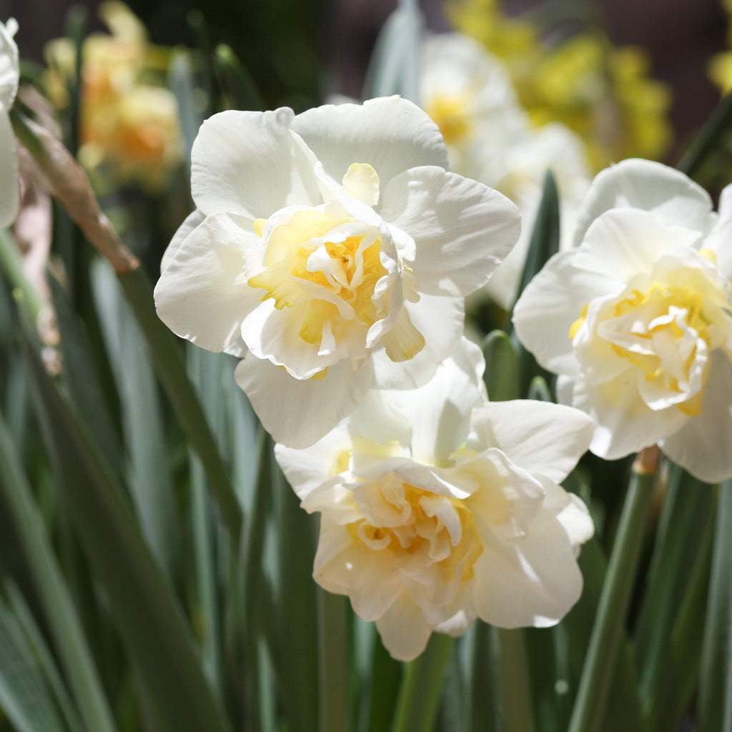 White Lion Daffodil Narcissus Bulbs Blooms Species Growing Bonsai Roots Rhizomes Corms Tubers Potted Planting Reblooming Fragrant Garden Flower Seeds Plant