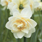White Lion Daffodil Narcissus Bulbs Blooms Species Growing Bonsai Roots Rhizomes Corms Tubers Potted Planting Reblooming Fragrant Garden Flower Seeds Plant