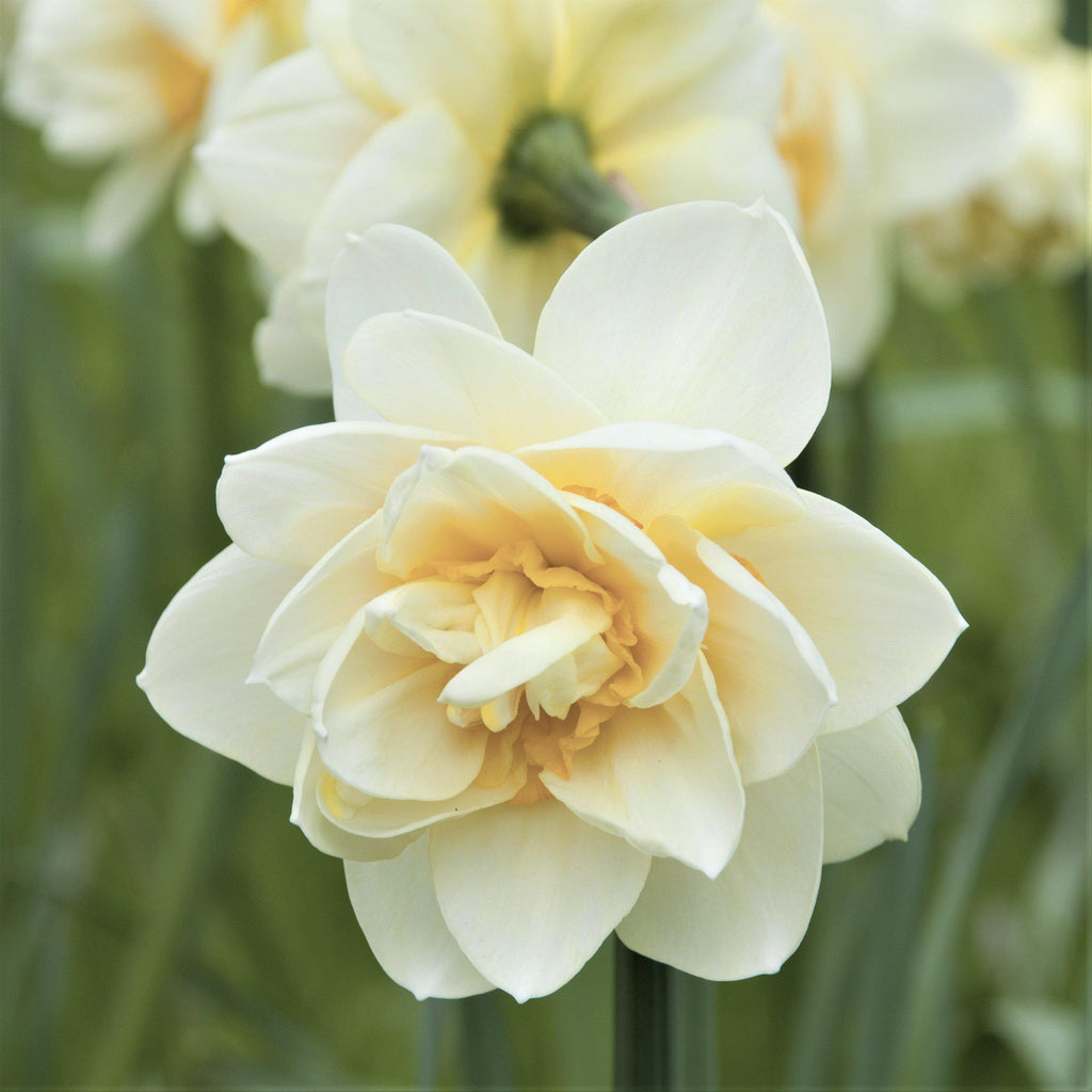 White Lion Daffodil Narcissus Bulbs Blooms Species Growing Bonsai Roots Rhizomes Corms Tubers Potted Planting Reblooming Fragrant Garden Flower Seeds Plant