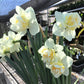 White Lion Daffodil Narcissus Bulbs Blooms Species Growing Bonsai Roots Rhizomes Corms Tubers Potted Planting Reblooming Fragrant Garden Flower Seeds Plant
