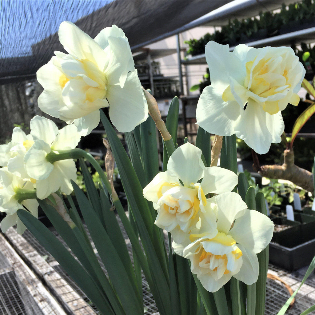 White Lion Daffodil Narcissus Bulbs Blooms Species Growing Bonsai Roots Rhizomes Corms Tubers Potted Planting Reblooming Fragrant Garden Flower Seeds Plant