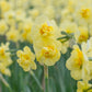 Yellow Cheerfulness Daffodil Narcissus Bulbs Blooms Species Growing Bonsai Roots Rhizomes Corms Tubers Potted Planting Reblooming Fragrant Garden Flower Seeds Plant