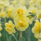 Yellow Cheerfulness Daffodil Narcissus Bulbs Blooms Species Growing Bonsai Roots Rhizomes Corms Tubers Potted Planting Reblooming Fragrant Garden Flower Seeds Plant