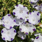 Nemophila Seed