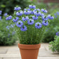Nigella Blue Seed