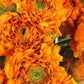Rich Ranunculus Corms Bulbs Persian Buttercup Growing Bonsai Roots Rhizomes Tubers Potted Planting Reblooming Fragrant Garden Species Blooms Flower Seeds Plant Gardening