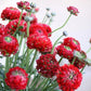 Red Ranunculus  Corms Bulbs Growing Bonsai Roots Rhizomes Tubers Potted Planting Reblooming Fragrant Garden Species Blooms Flower Seeds Plant Gardening