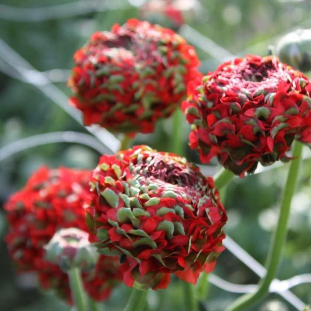Red Ranunculus  Corms Bulbs Growing Bonsai Roots Rhizomes Tubers Potted Planting Reblooming Fragrant Garden Species Blooms Flower Seeds Plant Gardening