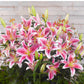 Lilium - Oriental Lily Stargazer