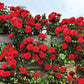 Red Bush Rose Seedlings Flower Seeds Perennial Growing Bonsai Corms Tubers Potted Planting Reblooming Fragrant Garden Roots Rhizomes Species Blooms Plant Bulbs Gardening Tree