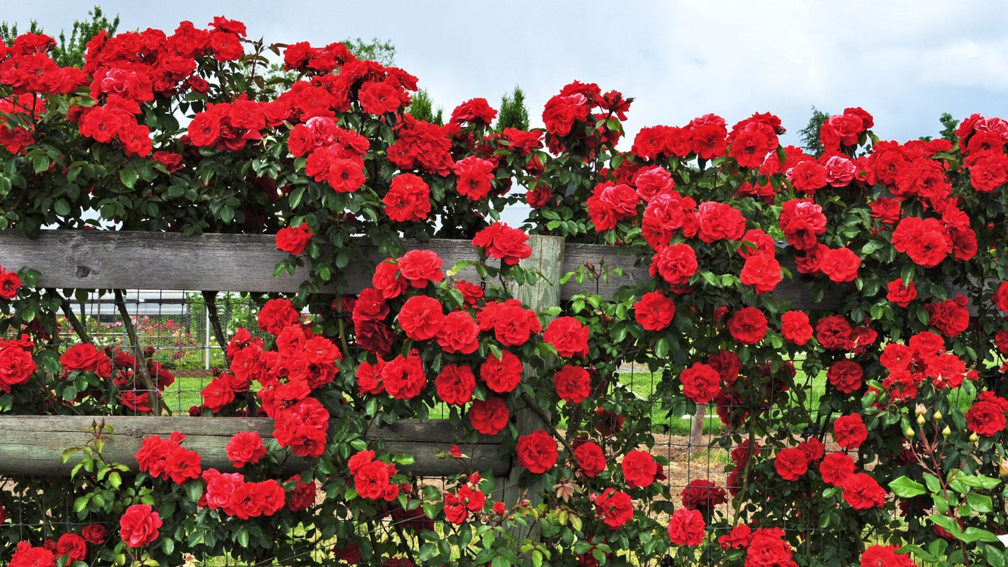 Red Bush Rose Seedlings Flower Seeds Perennial Growing Bonsai Corms Tubers Potted Planting Reblooming Fragrant Garden Roots Rhizomes Species Blooms Plant Bulbs Gardening Tree