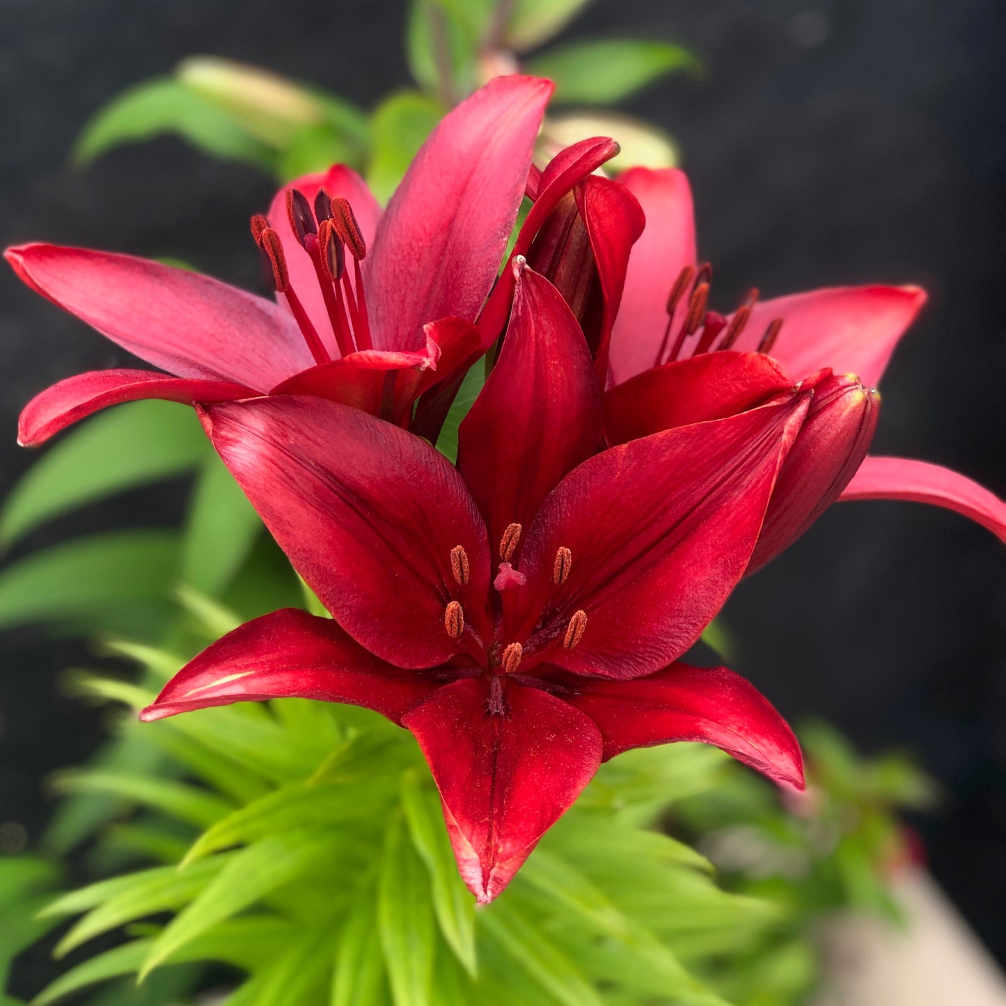 Lilium - Orienpet Lily Red Desire