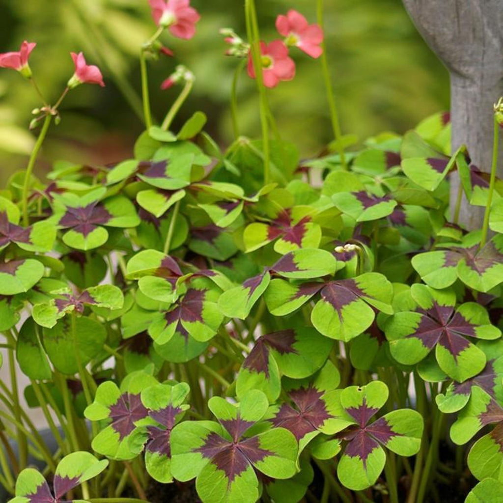 Seedsplant A001 Oxalis Iron Cross Good Luck Plant Wood Sorrel Shamrock Perennial Growing Bonsai Roots Rhizomes Corms Tubers Potted Planting Reblooming Fragrant Garden Species Blooms Flower Seeds Plant Gardening