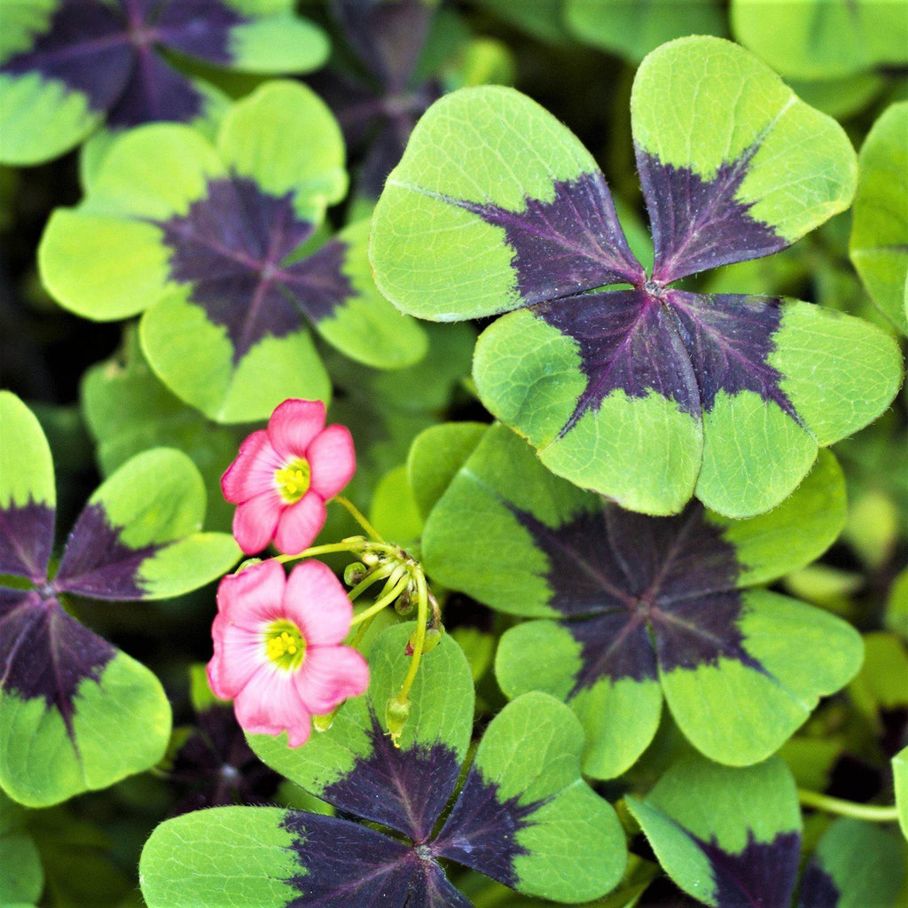 Seedsplant A001 Oxalis Iron Cross Good Luck Plant Wood Sorrel Shamrock Perennial Growing Bonsai Roots Rhizomes Corms Tubers Potted Planting Reblooming Fragrant Garden Species Blooms Flower Seeds Plant Gardening