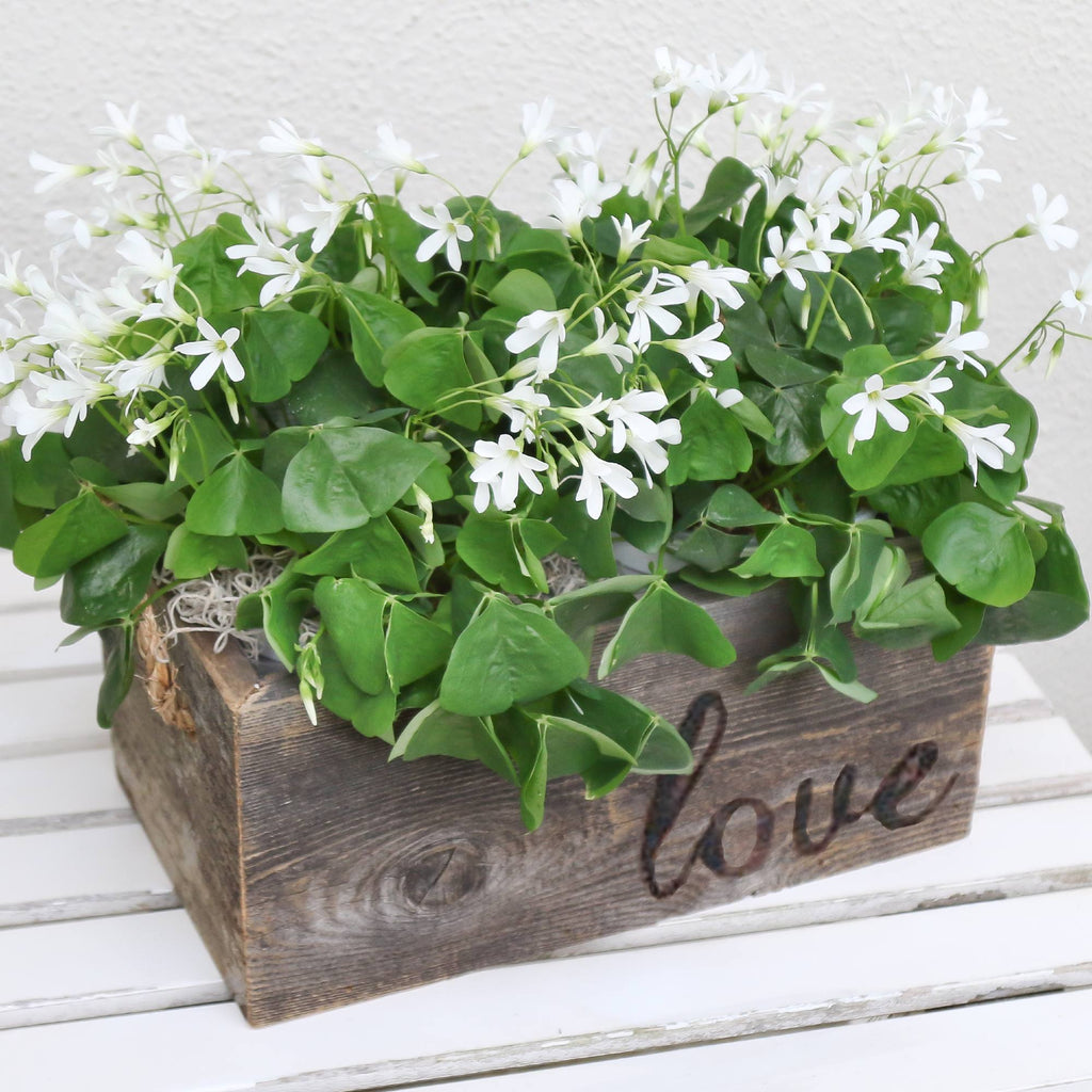 Seedsplant A0022 Oxalis Regnellii Wood Sorrel Shamrock Perennial Growing Bonsai Roots Rhizomes Corms Tubers Potted Planting Reblooming Fragrant Garden Species Blooms Flower Seeds Plant Gardening