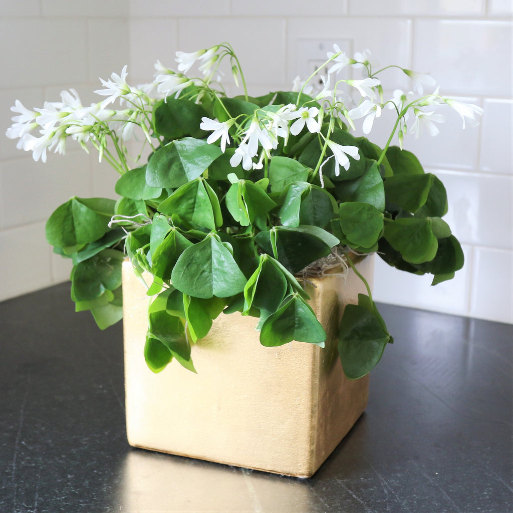 Seedsplant A0016 Oxalis Regnellii Wood Sorrel Shamrock Perennial Growing Bonsai Roots Rhizomes Corms Tubers Potted Planting Reblooming Fragrant Garden Species Blooms Flower Seeds Plant Gardening