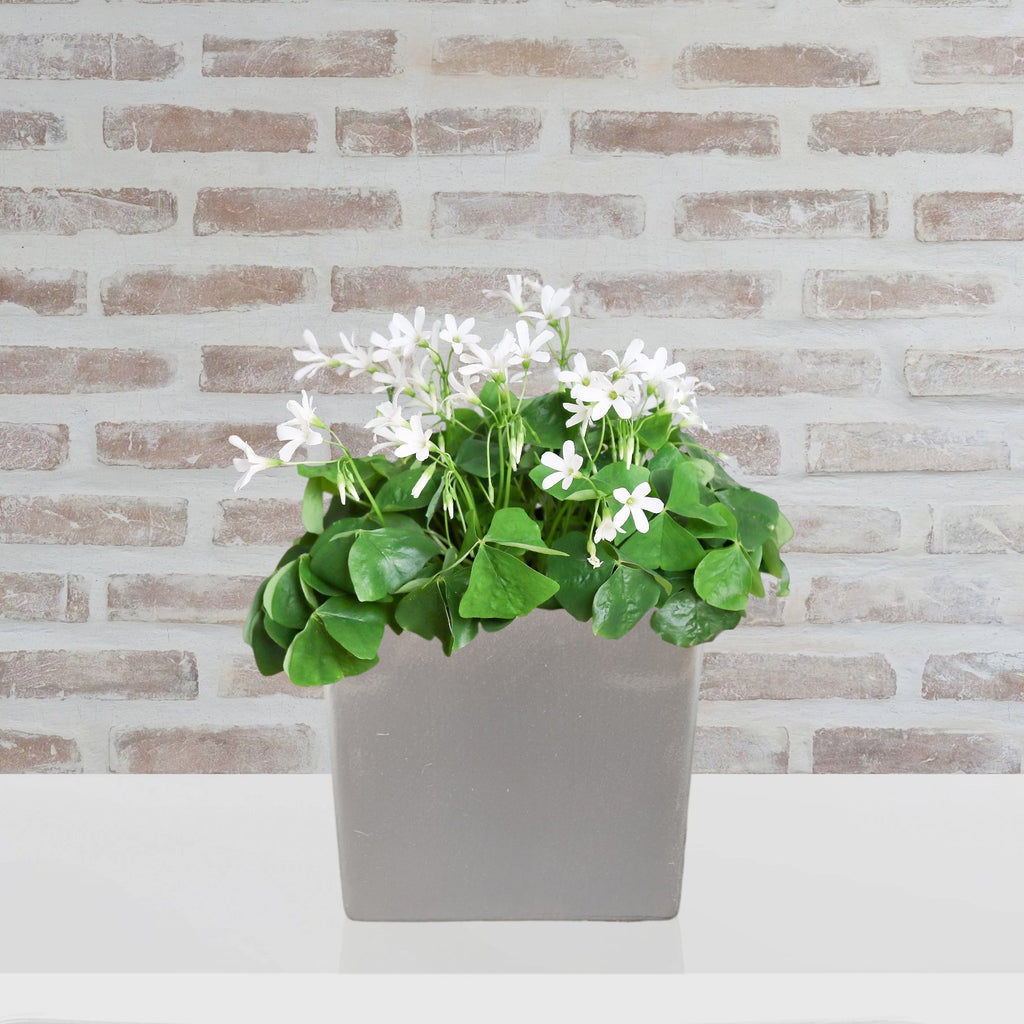 Seedsplant A0016 Oxalis Regnellii Wood Sorrel Shamrock Perennial Growing Bonsai Roots Rhizomes Corms Tubers Potted Planting Reblooming Fragrant Garden Species Blooms Flower Seeds Plant Gardening