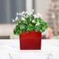 Seedsplant A0016 Oxalis Regnellii Wood Sorrel Shamrock Perennial Growing Bonsai Roots Rhizomes Corms Tubers Potted Planting Reblooming Fragrant Garden Species Blooms Flower Seeds Plant Gardening