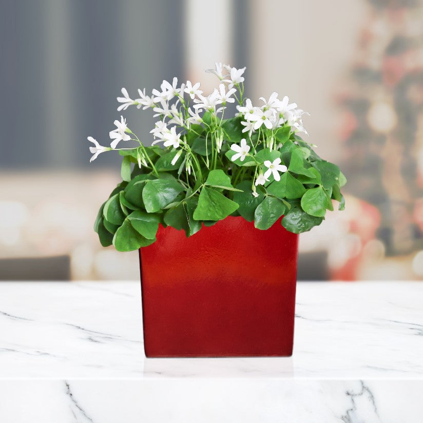 Seedsplant A0016 Oxalis Regnellii Wood Sorrel Shamrock Perennial Growing Bonsai Roots Rhizomes Corms Tubers Potted Planting Reblooming Fragrant Garden Species Blooms Flower Seeds Plant Gardening