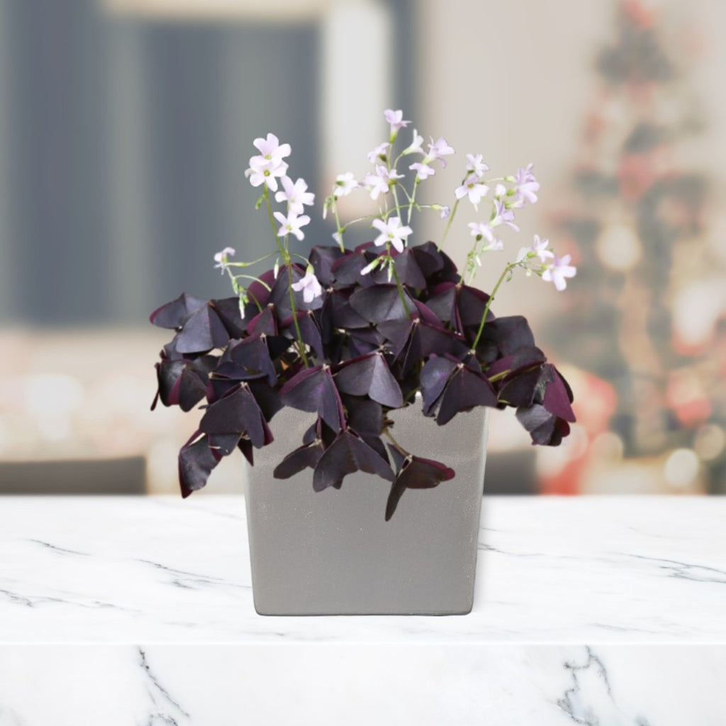 Seedsplant A0014 Oxalis Triangularis Gift in a Silver Square Wood Sorrel Shamrock Perennial Growing Bonsai Roots Rhizomes Corms Tubers Potted Planting Reblooming Fragrant Garden Species Blooms Flower Seeds Plant Gardening