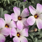 Silver Oxalis Bulbs Wood Sorrel Shamrock Perennial Growing Bonsai Roots Rhizomes Corms Tubers Potted Planting Reblooming Fragrant Garden Species Blooms Flower Seeds Plant Gardening