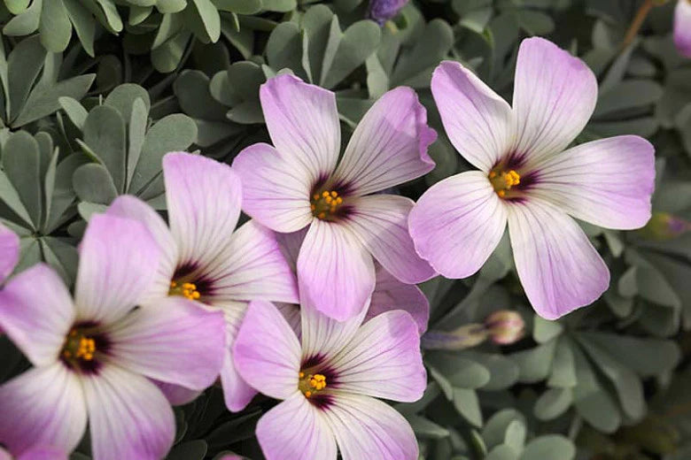 Silver Oxalis Bulbs Wood Sorrel Shamrock Perennial Growing Bonsai Roots Rhizomes Corms Tubers Potted Planting Reblooming Fragrant Garden Species Blooms Flower Seeds Plant Gardening