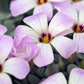 Silver Oxalis Bulbs Wood Sorrel Shamrock Perennial Growing Bonsai Roots Rhizomes Corms Tubers Potted Planting Reblooming Fragrant Garden Species Blooms Flower Seeds Plant Gardening