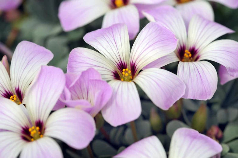 Silver Oxalis Bulbs Wood Sorrel Shamrock Perennial Growing Bonsai Roots Rhizomes Corms Tubers Potted Planting Reblooming Fragrant Garden Species Blooms Flower Seeds Plant Gardening