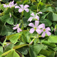 Seedsplant A008 Oxalis Fanny Bulbs Wood Sorrel Shamrock Perennial Growing Bonsai Roots Rhizomes Corms Tubers Potted Planting Reblooming Fragrant Garden Species Blooms Flower Seeds Plant Gardening