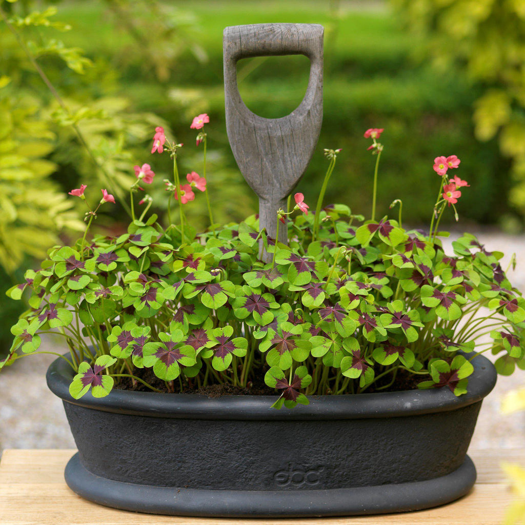 Seedsplant AA001 Oxalis Bulbs Wood Sorrel Shamrock Perennial Growing Bonsai Roots Rhizomes Corms Tubers Potted Planting Reblooming Fragrant Garden Species Blooms Flower Seeds Plant Gardening