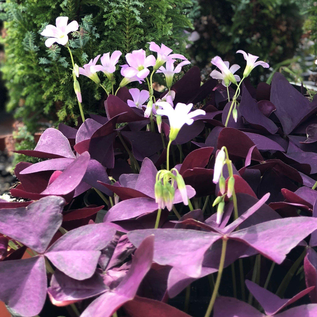 Seedsplant A009 Oxalis Mijke Bulbs Wood Sorrel Shamrock Perennial Growing Bonsai Roots Rhizomes Corms Tubers Potted Planting Reblooming Fragrant Garden Species Blooms Flower Seeds Plant Gardening