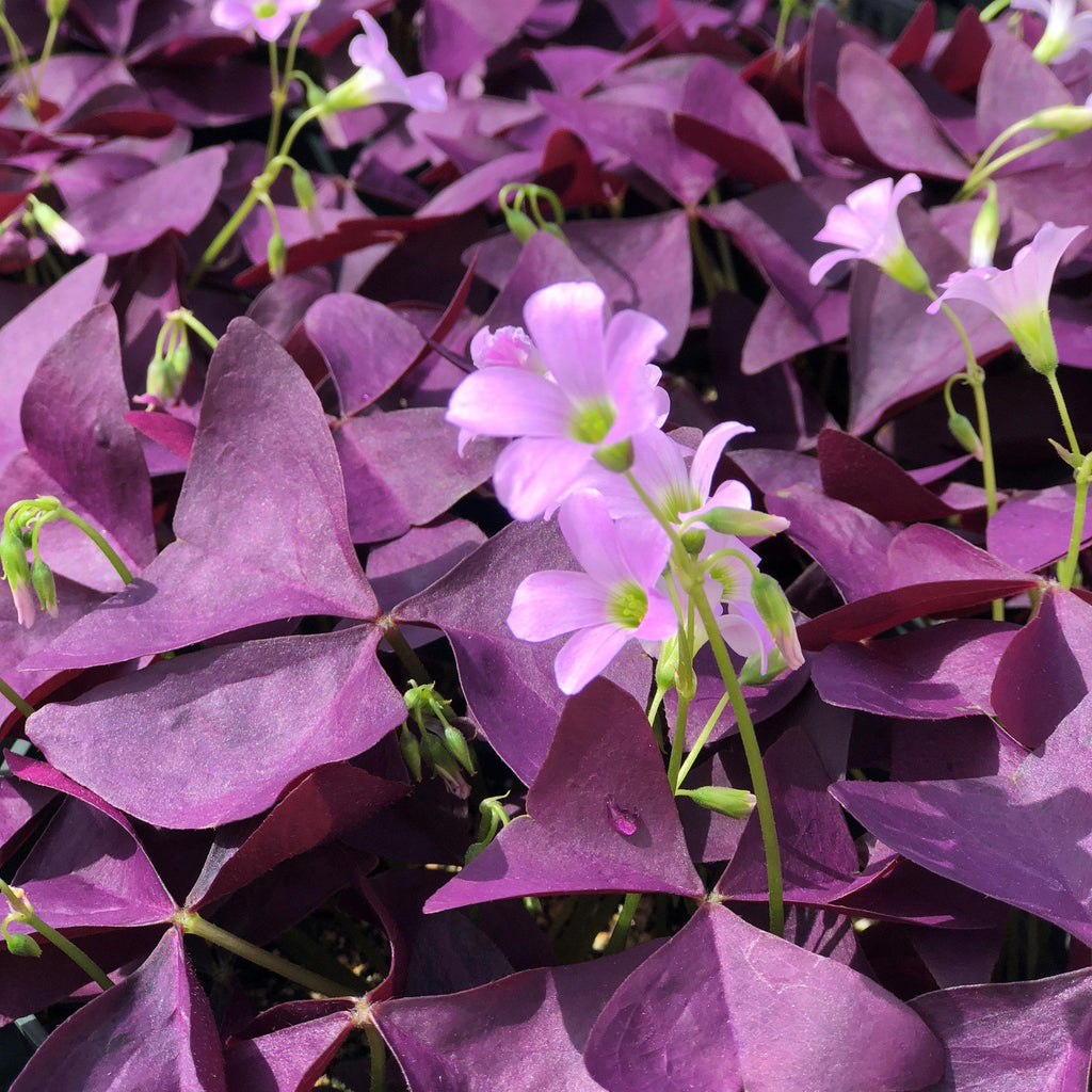 Seedsplant A009 Oxalis Mijke Bulbs Wood Sorrel Shamrock Perennial Growing Bonsai Roots Rhizomes Corms Tubers Potted Planting Reblooming Fragrant Garden Species Blooms Flower Seeds Plant Gardening
