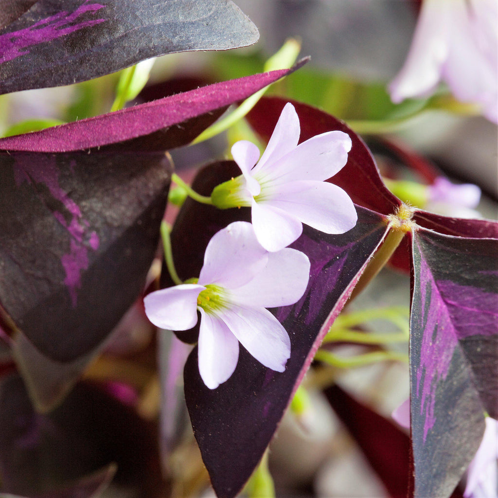 Seedsplant A004 Oxalis Triangularis Purple Shamrock Bulbs Wood Sorrel Shamrock Perennial Growing Bonsai Roots Rhizomes Corms Tubers Potted Planting Reblooming Fragrant Garden Species Blooms Flower Seeds Plant Gardening