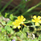 Yellow Stricta Oxalis Bulbs Wood Sorrel Shamrock Perennial Growing Bonsai Roots Rhizomes Corms Tubers Potted Planting Reblooming Fragrant Garden Species Blooms Flower Seeds Plant Gardening