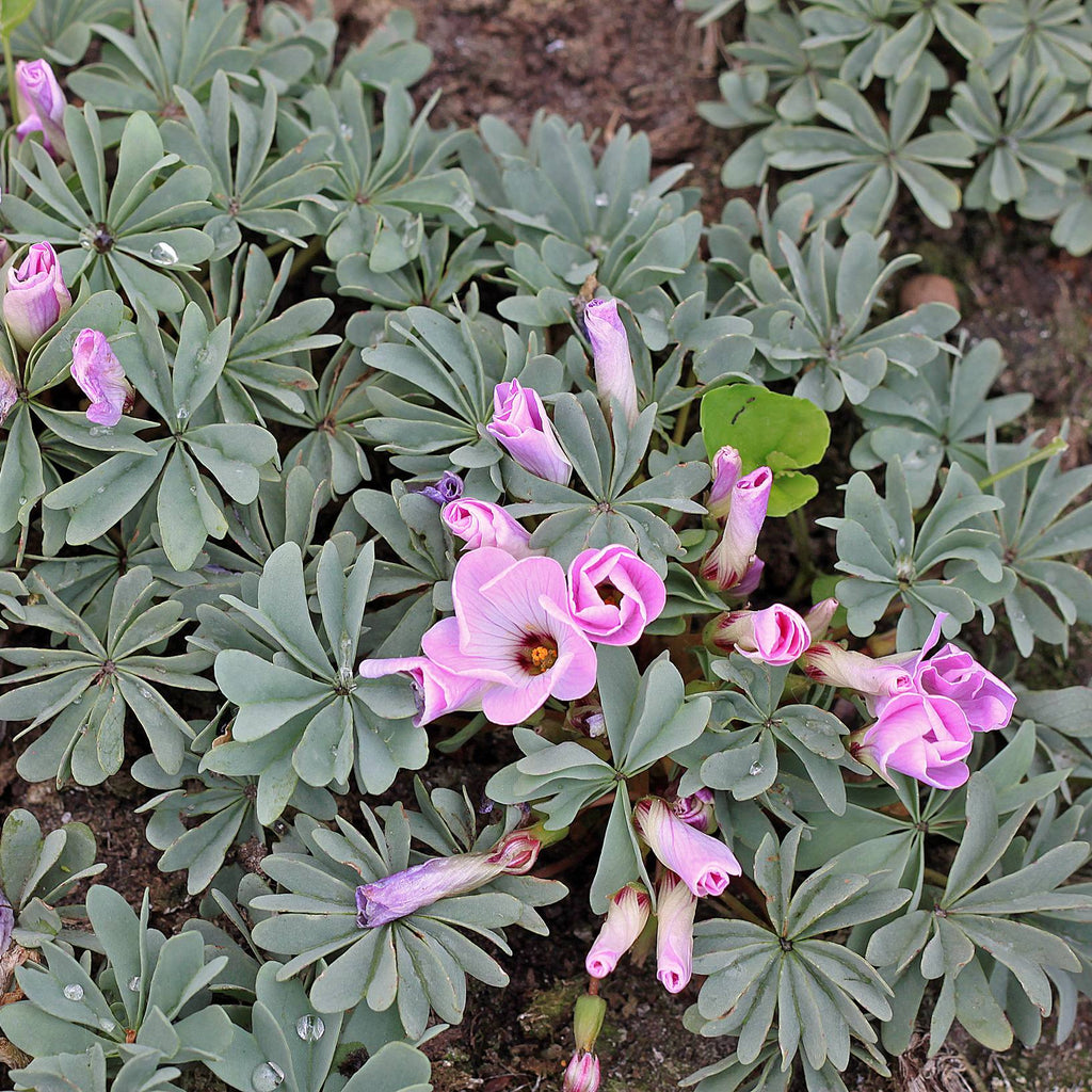 Seedsplant A005 Oxalis Adenophylla Bulbs Wood Sorrel Shamrock Perennial Growing Bonsai Roots Rhizomes Corms Tubers Potted Planting Reblooming Fragrant Garden Species Blooms Flower Seeds Plant Gardening