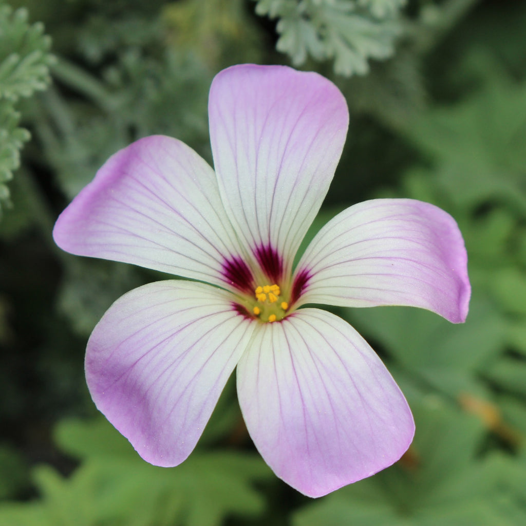 Seedsplant A005 Oxalis Adenophylla Bulbs Wood Sorrel Shamrock Perennial Growing Bonsai Roots Rhizomes Corms Tubers Potted Planting Reblooming Fragrant Garden Species Blooms Flower Seeds Plant Gardening