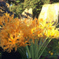 Yellow Aurea Lycoris Spider Lilies Bulbs Radiata Hurricane Lily Cluster Amayllis Growing Bonsai Roots Rhizomes Corms Tubers Potted Planting Reblooming Fragrant Garden Species Blooms Flower Seeds Plant Gardening