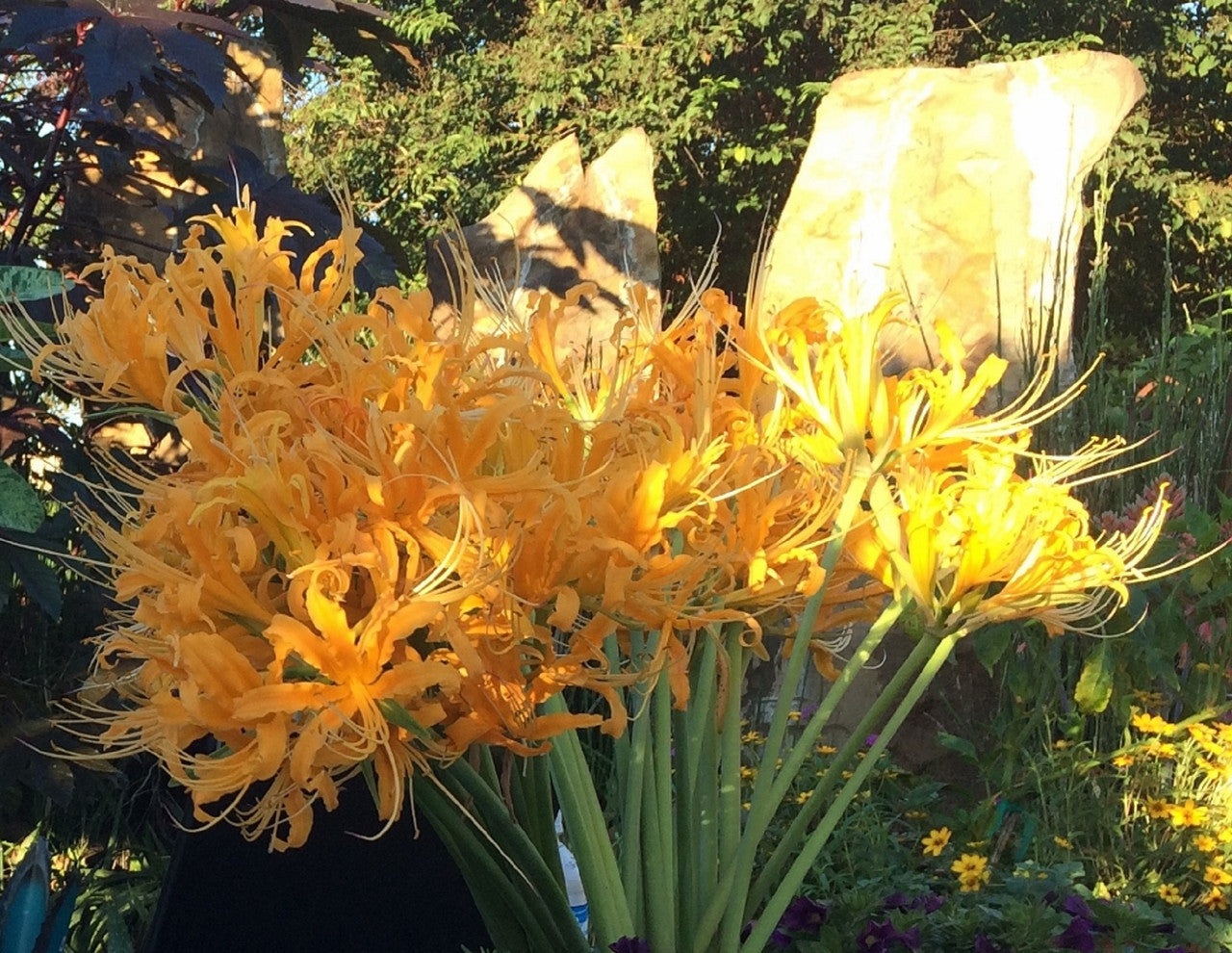 Yellow Aurea Lycoris Spider Lilies Bulbs Radiata Hurricane Lily Cluster Amayllis Growing Bonsai Roots Rhizomes Corms Tubers Potted Planting Reblooming Fragrant Garden Species Blooms Flower Seeds Plant Gardening