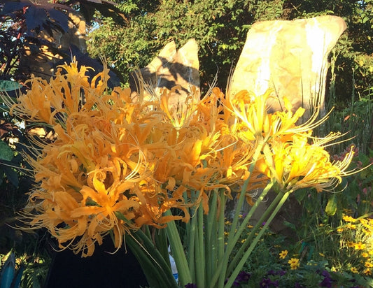 Yellow Aurea Lycoris Spider Lilies Bulbs Radiata Hurricane Lily Cluster Amayllis Growing Bonsai Roots Rhizomes Corms Tubers Potted Planting Reblooming Fragrant Garden Species Blooms Flower Seeds Plant Gardening