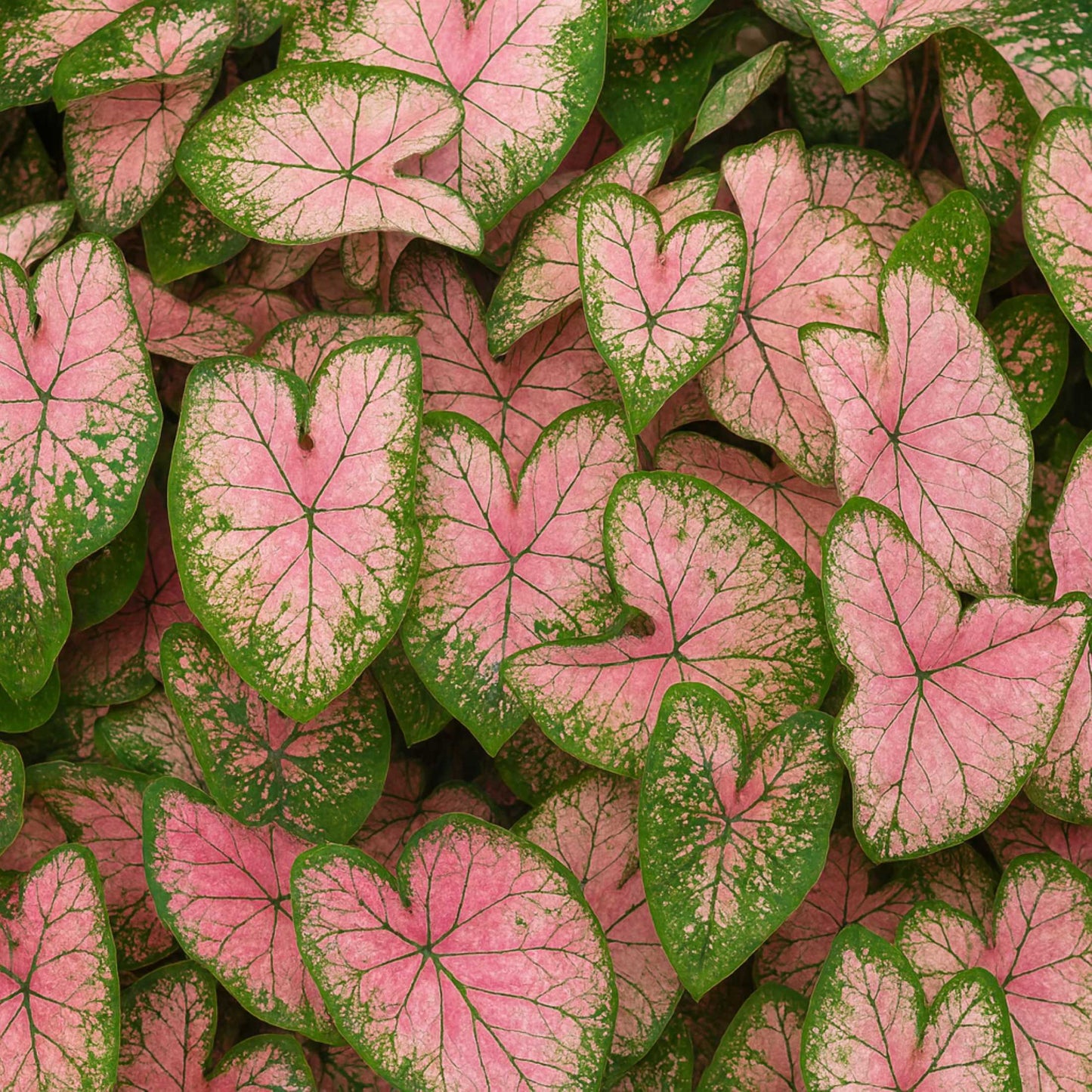 Caladium - Pink Splash