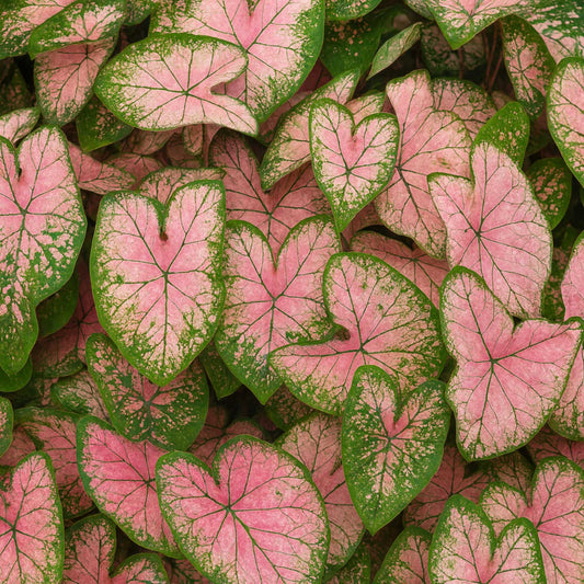 Caladium - Pink Splash