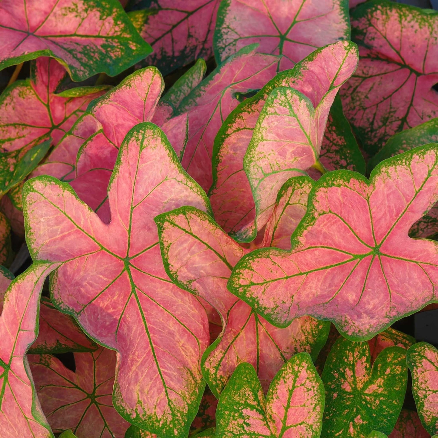 Caladium - Pink Splash