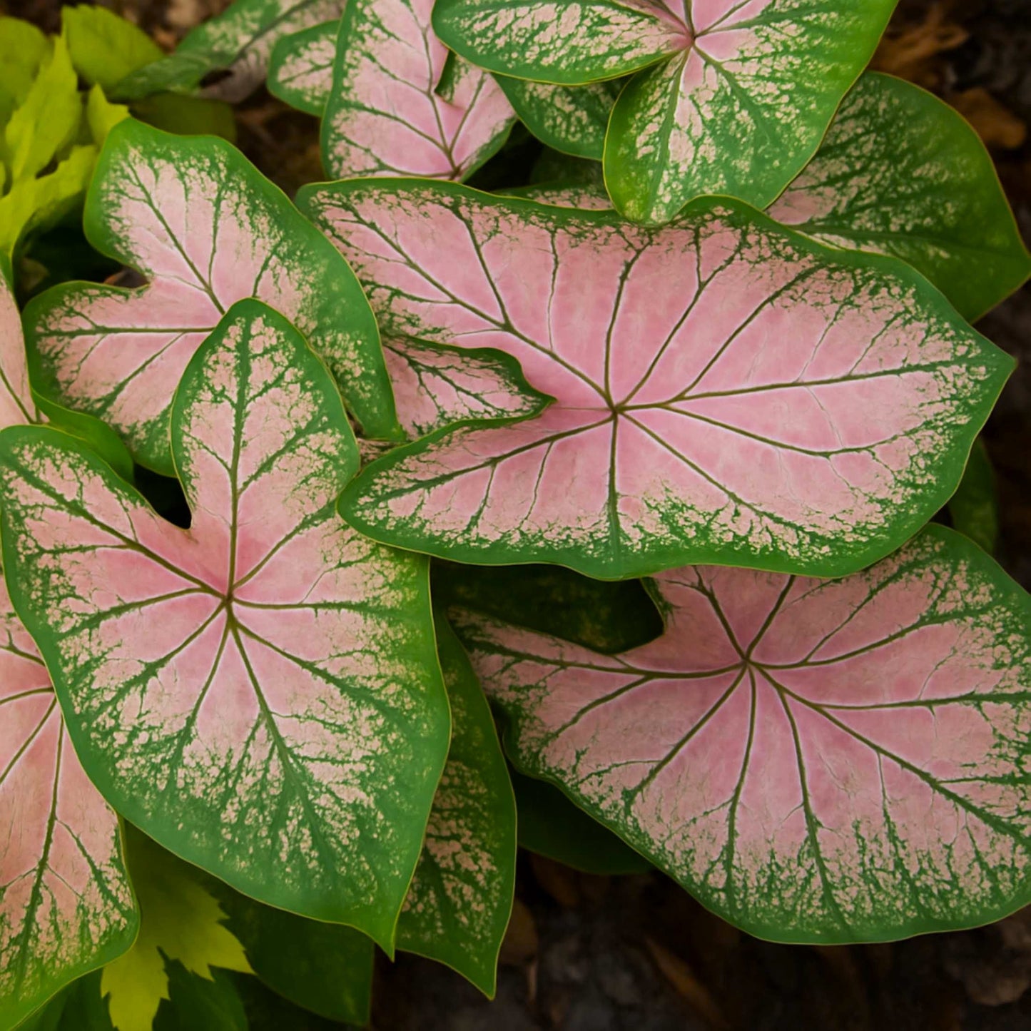 Caladium - Pink Splash