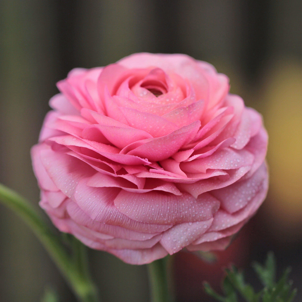 Ranunculus Pink  Corms Bulbs Growing Bonsai Roots Rhizomes Tubers Potted Planting Reblooming Fragrant Garden Species Blooms Flower Seeds Plant Gardening
