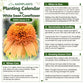 Double Orange Coneflower Seeds - Rare Hardy Perennial Pollinator Flower