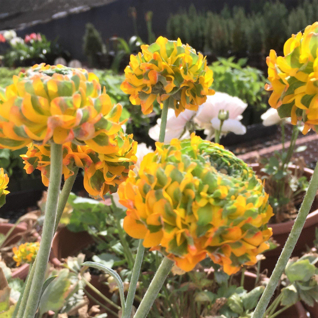 Cloni Pon Pon 'Merlino' Ranunculus  Corms Bulbs Growing Bonsai Roots Rhizomes Tubers Potted Planting Reblooming Fragrant Garden Species Blooms Flower Seeds Plant Gardening
